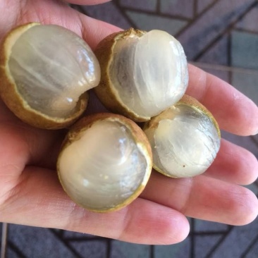 越南龙眼