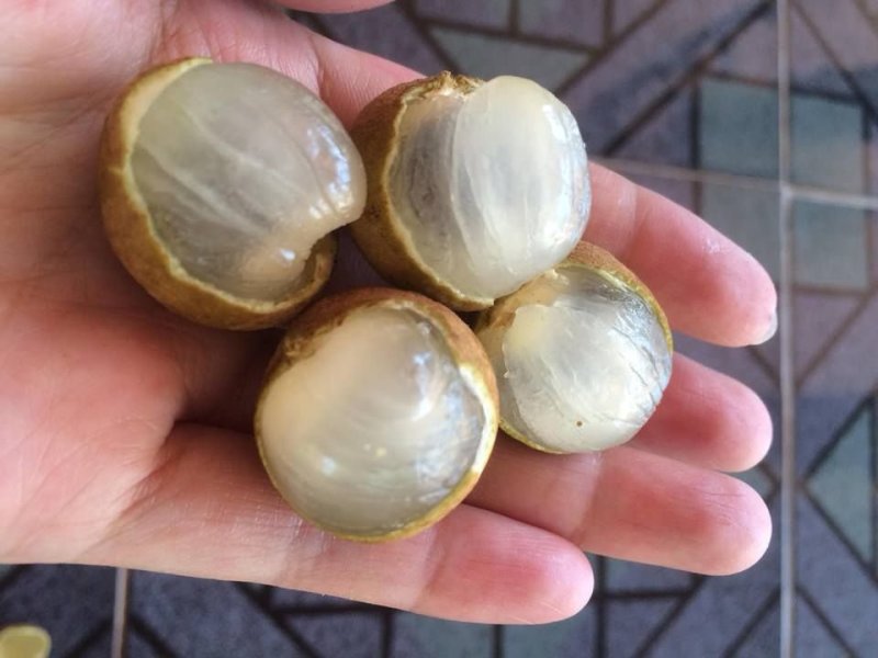 越南龙眼