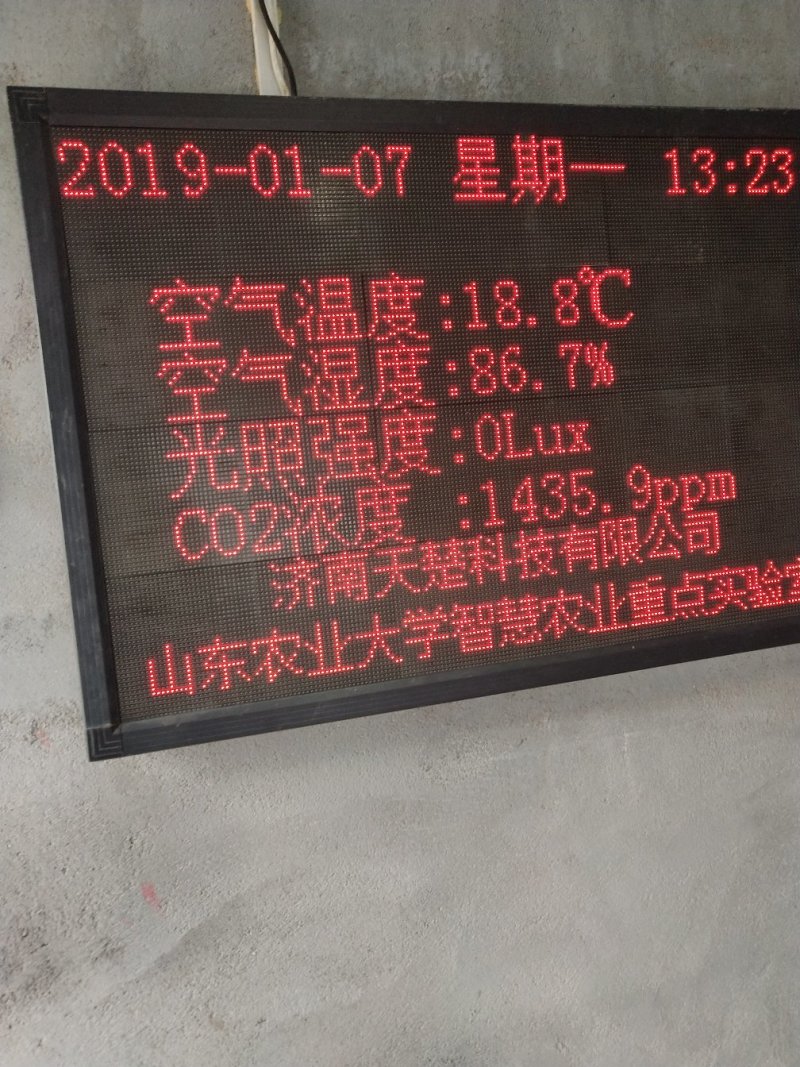 樱桃苗