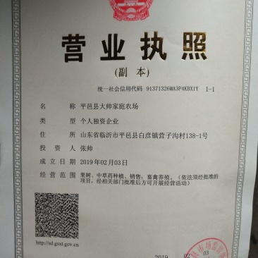 樱桃苗