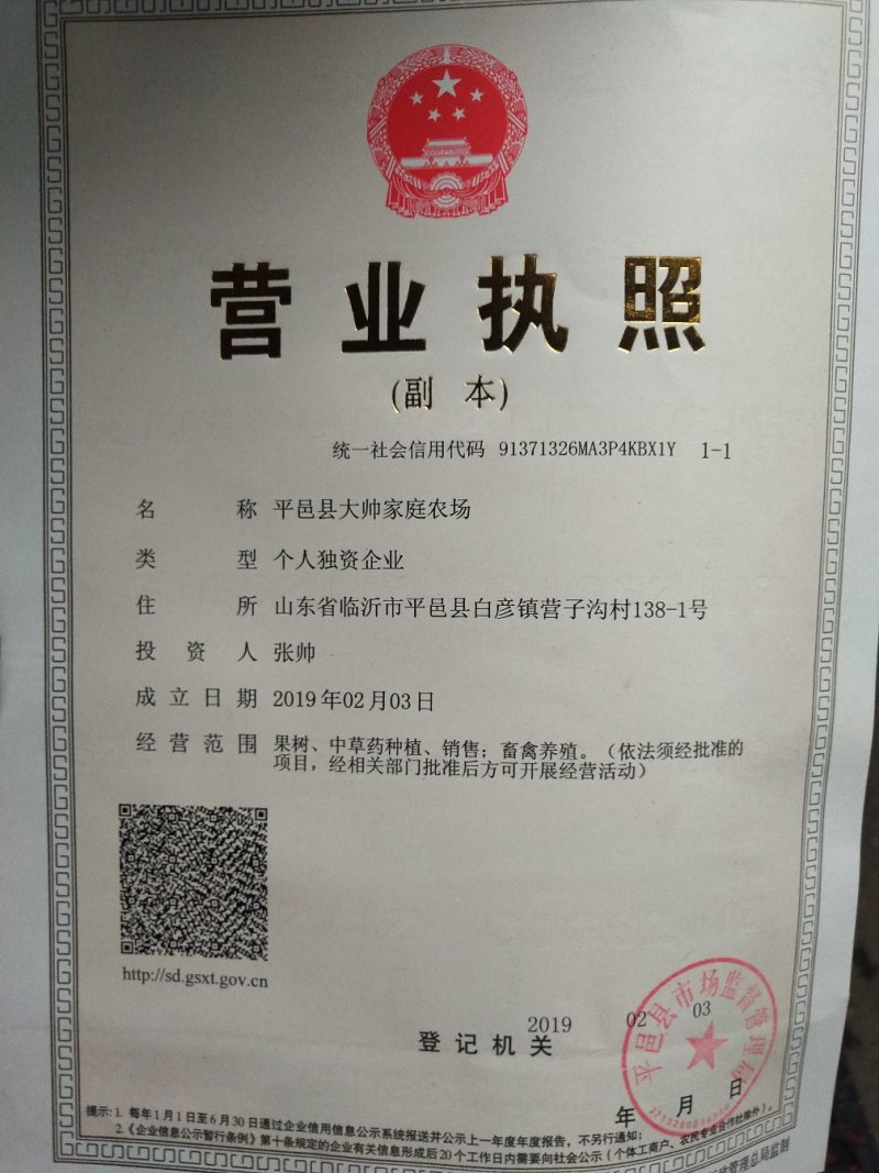 樱桃苗