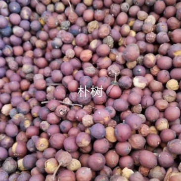 朴树种子，小苗12345678,欢迎大家光临