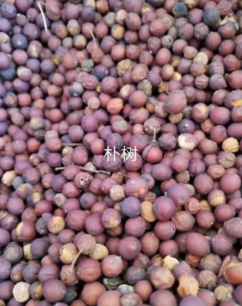 朴树种子，小苗12345678,欢迎大家光临