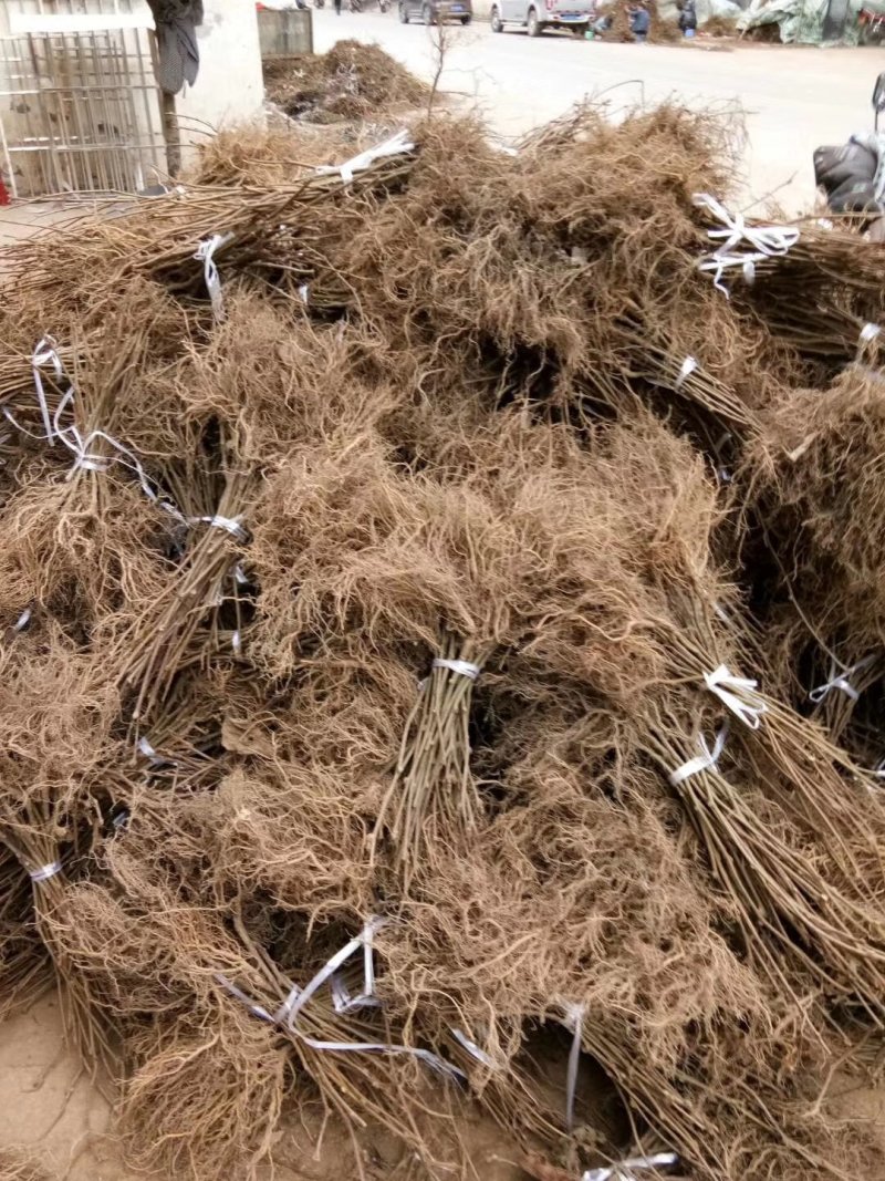 红心猕猴桃苗大苗一年挂果包邮包技术绿心红心基地直发