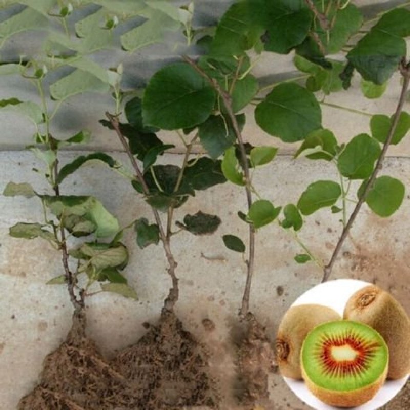 红心猕猴桃苗大苗一年挂果包邮包技术绿心红心基地直发
