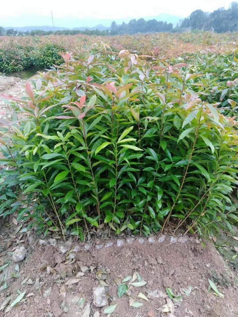 木荷小苗，品种优，本公司常年供应。木荷小苗。