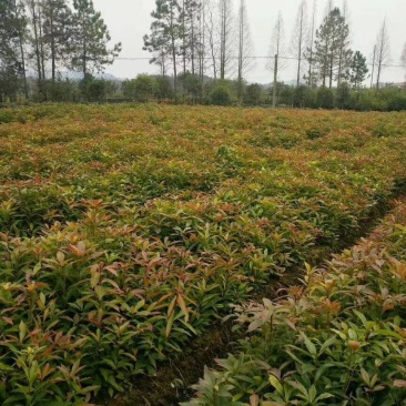木荷小苗,品种优,本公司常年供应。木荷小苗。