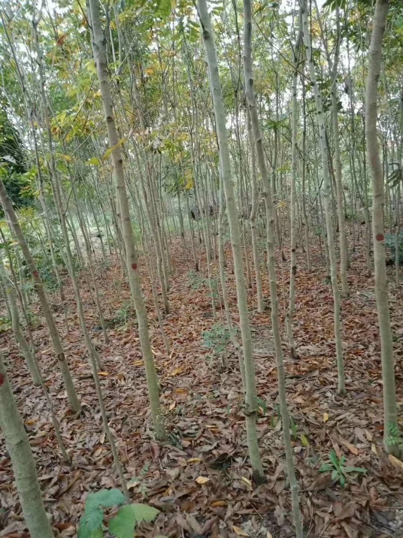 无患子小苗