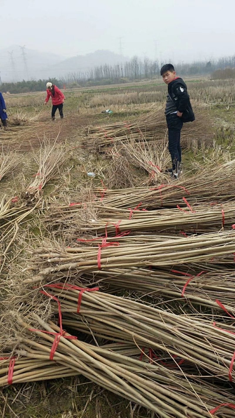 乌桕小苗，欢迎新老客户前来订够，期待新朋友的到来。