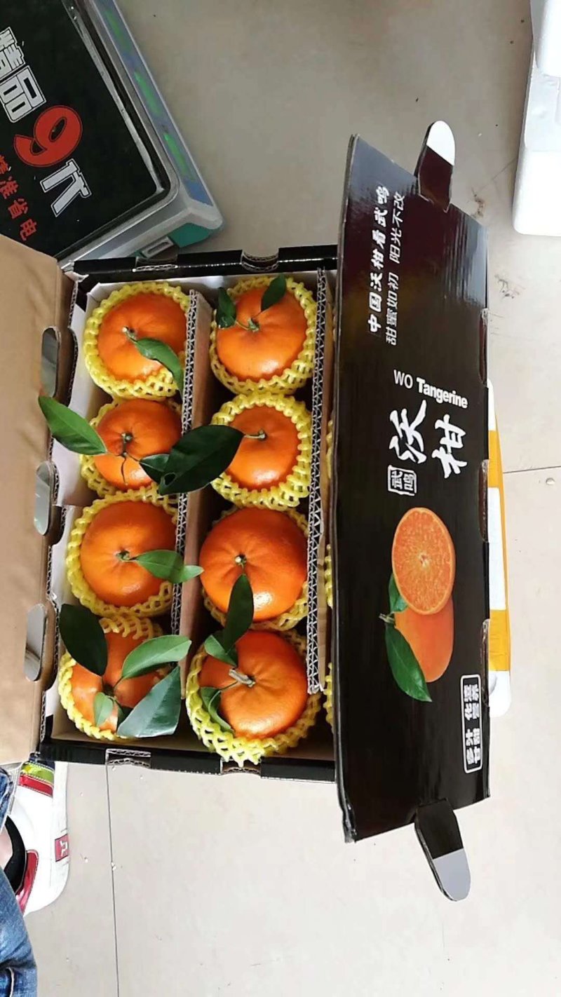 广西武鸣精品沃柑皮薄肉甜10斤装包邮新鲜水果桔子