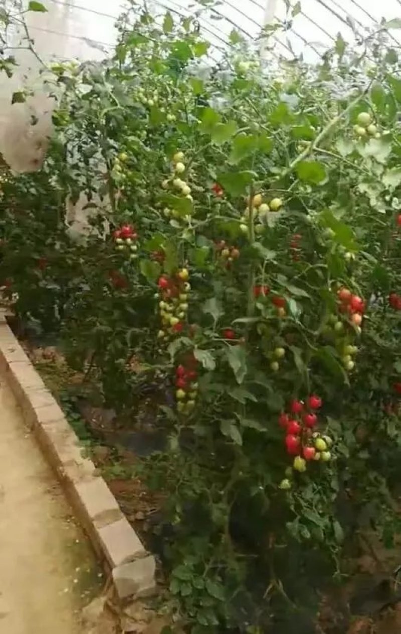 水果供应