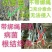 苹果苗，红富士苹果苗，短枝红富士