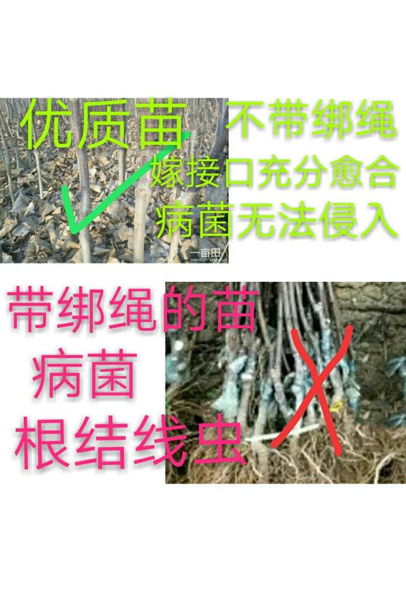 苹果苗，红富士苹果苗，短枝红富士