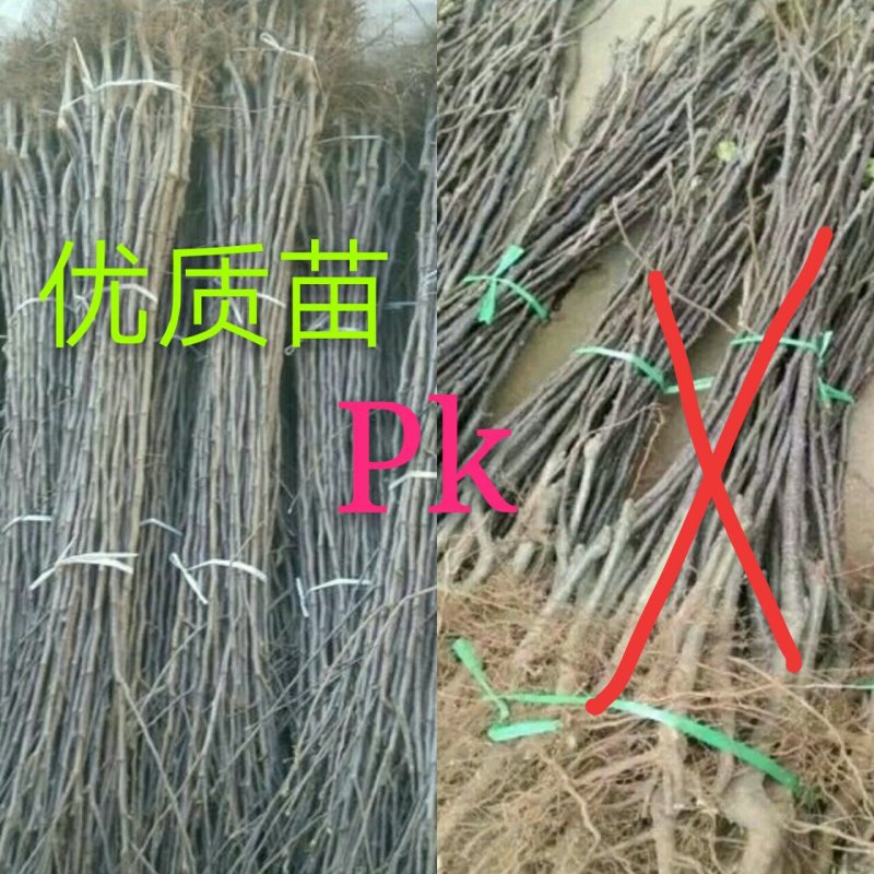 苹果苗，红富士苹果苗，短枝红富士