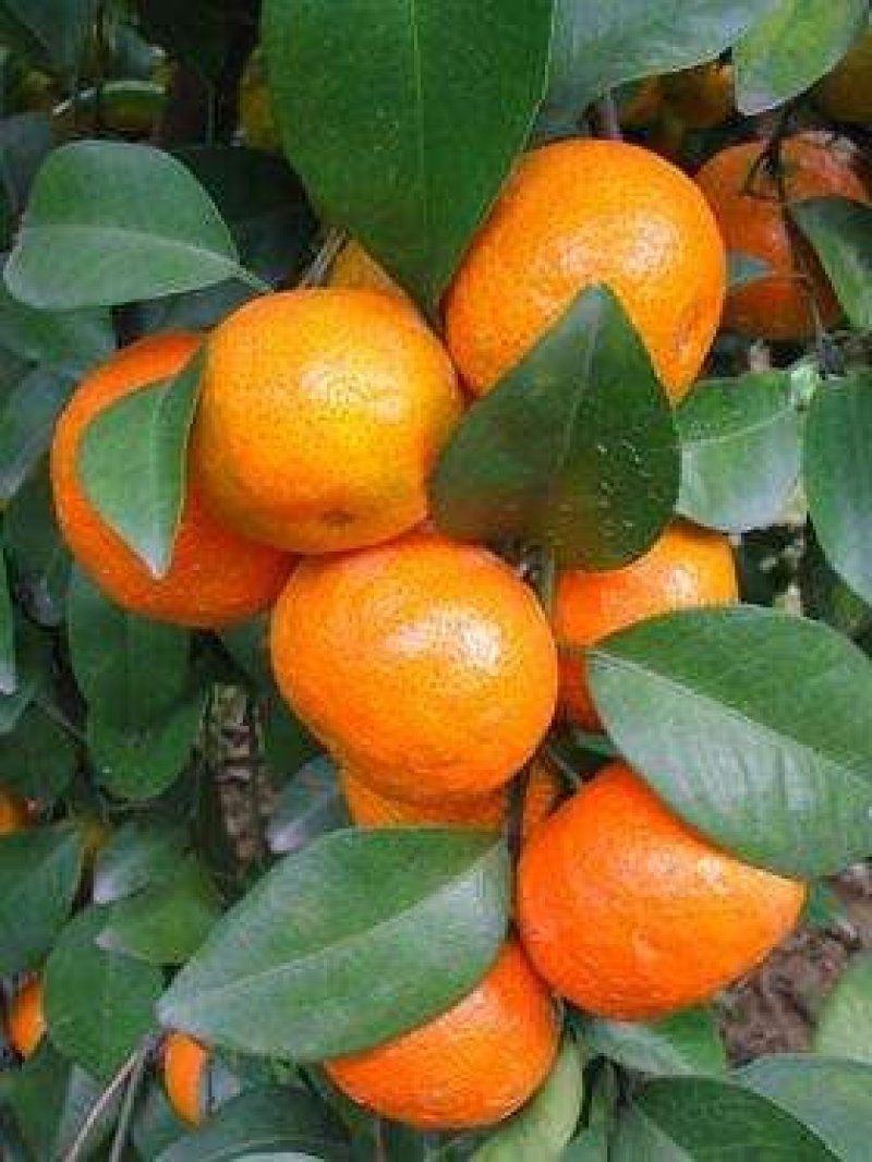 阳朔砂糖橘