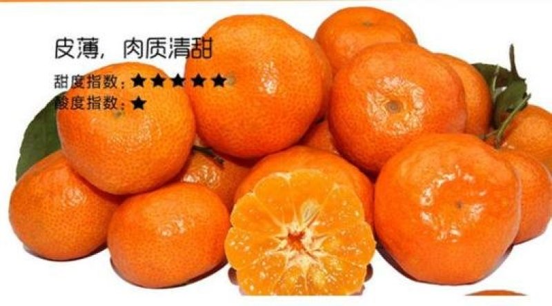 阳朔砂糖橘