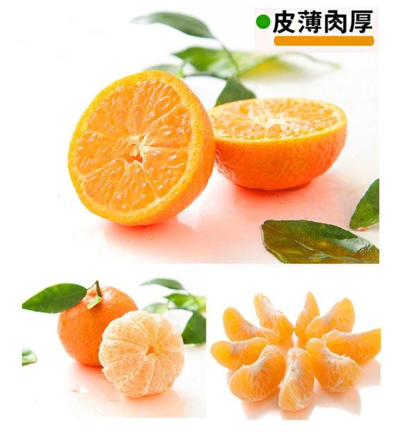 阳朔砂糖橘
