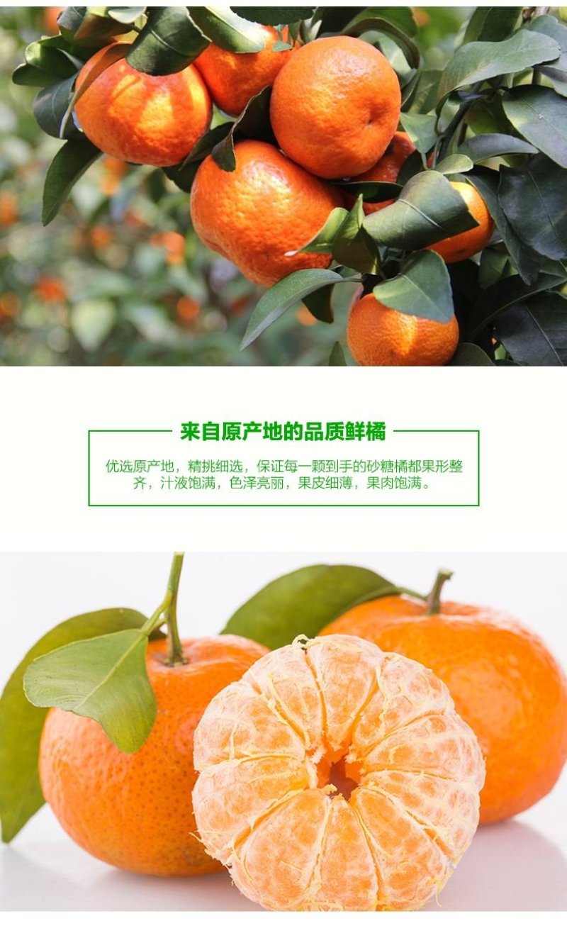 阳朔砂糖橘