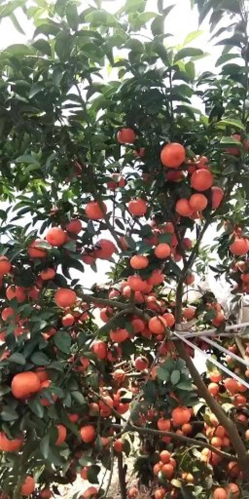 阳朔砂糖橘