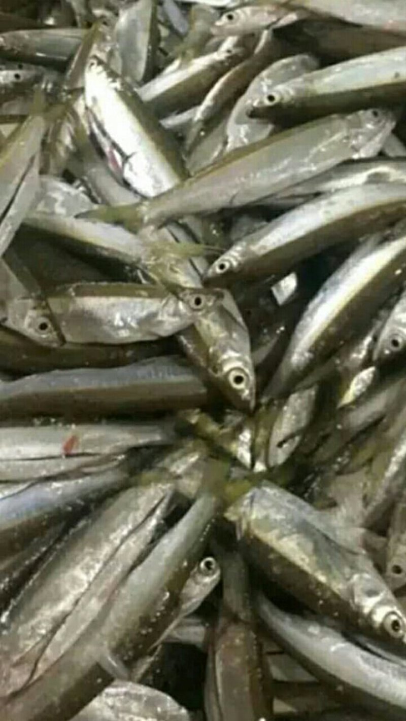 小白条，刀鱼批发