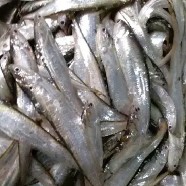 小白条，刀鱼批发