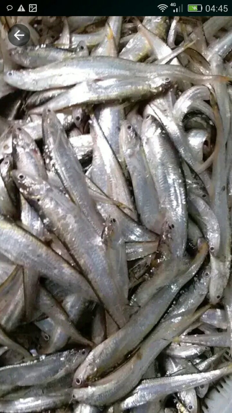 小白条，刀鱼批发