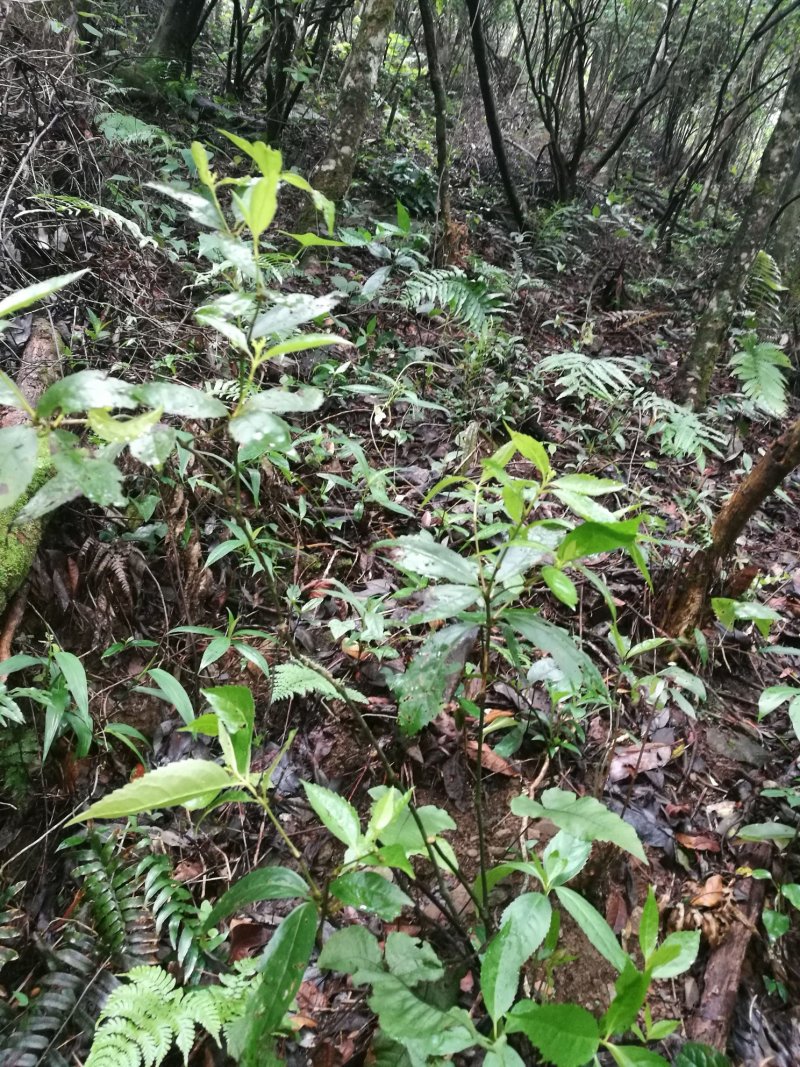 九节茶鲜叶、嫩叶、牙头