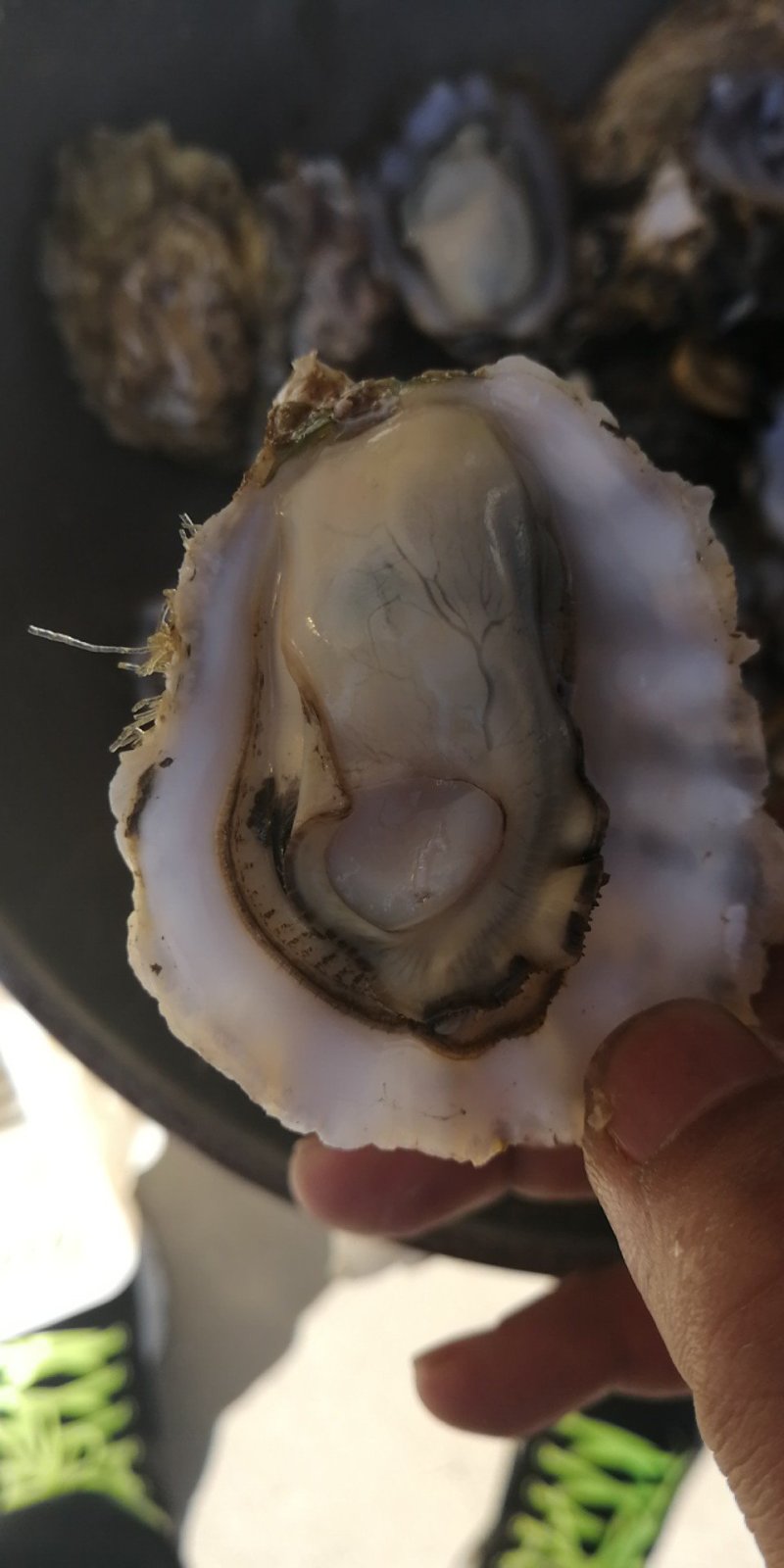 乳山牡蛎来自大海的馈赠海中的牛奶
