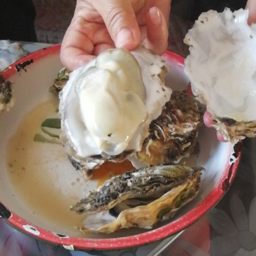乳山牡蛎来自大海的馈赠海中的牛奶