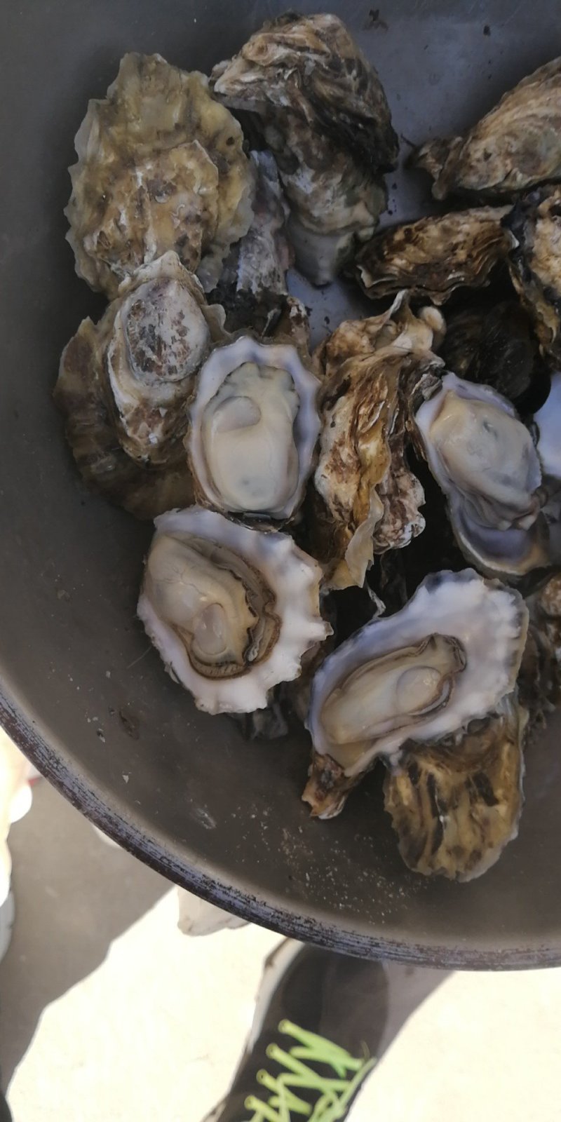 乳山牡蛎来自大海的馈赠海中的牛奶