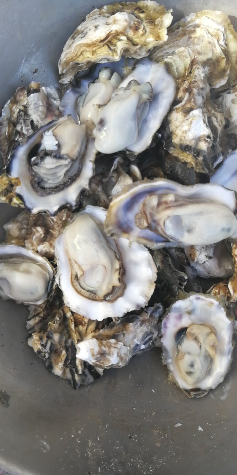 乳山牡蛎来自大海的馈赠海中的牛奶