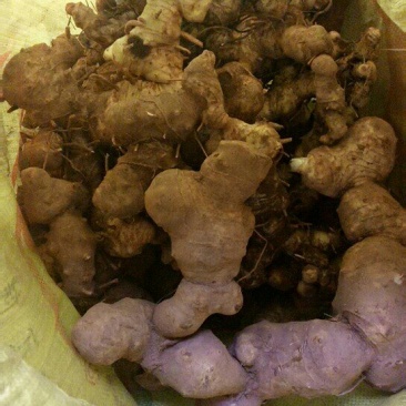 贵州大鸡头甜黄精种茎出售，有想法的大胆来聊