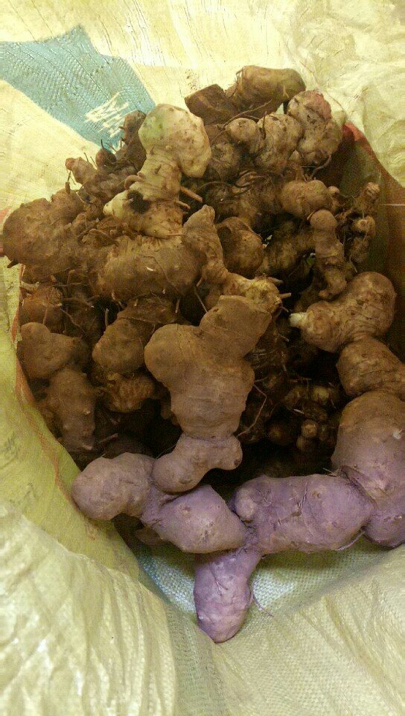贵州大鸡头甜黄精种茎出售，有想法的大胆来聊