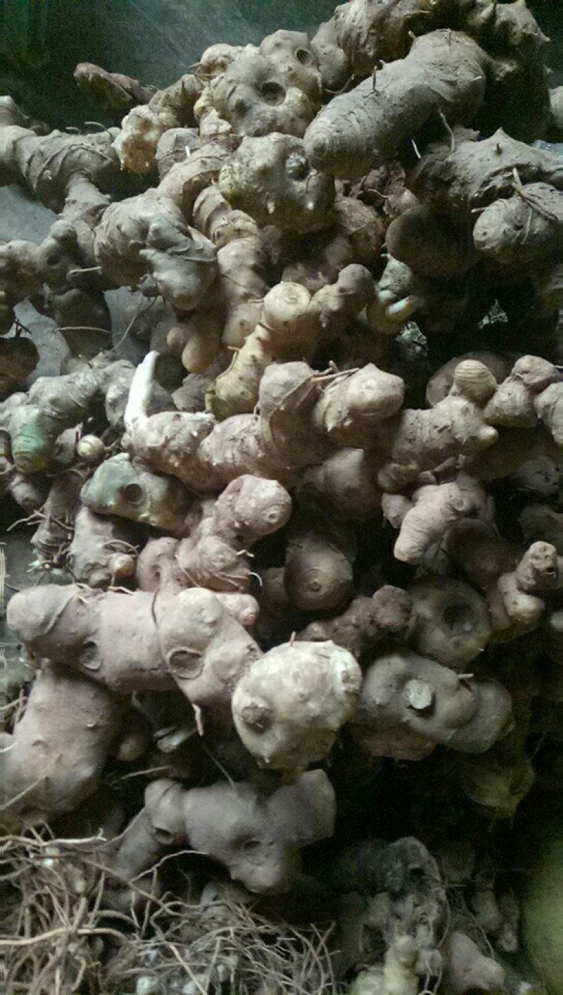 贵州大鸡头甜黄精种茎出售，有想法的大胆来聊