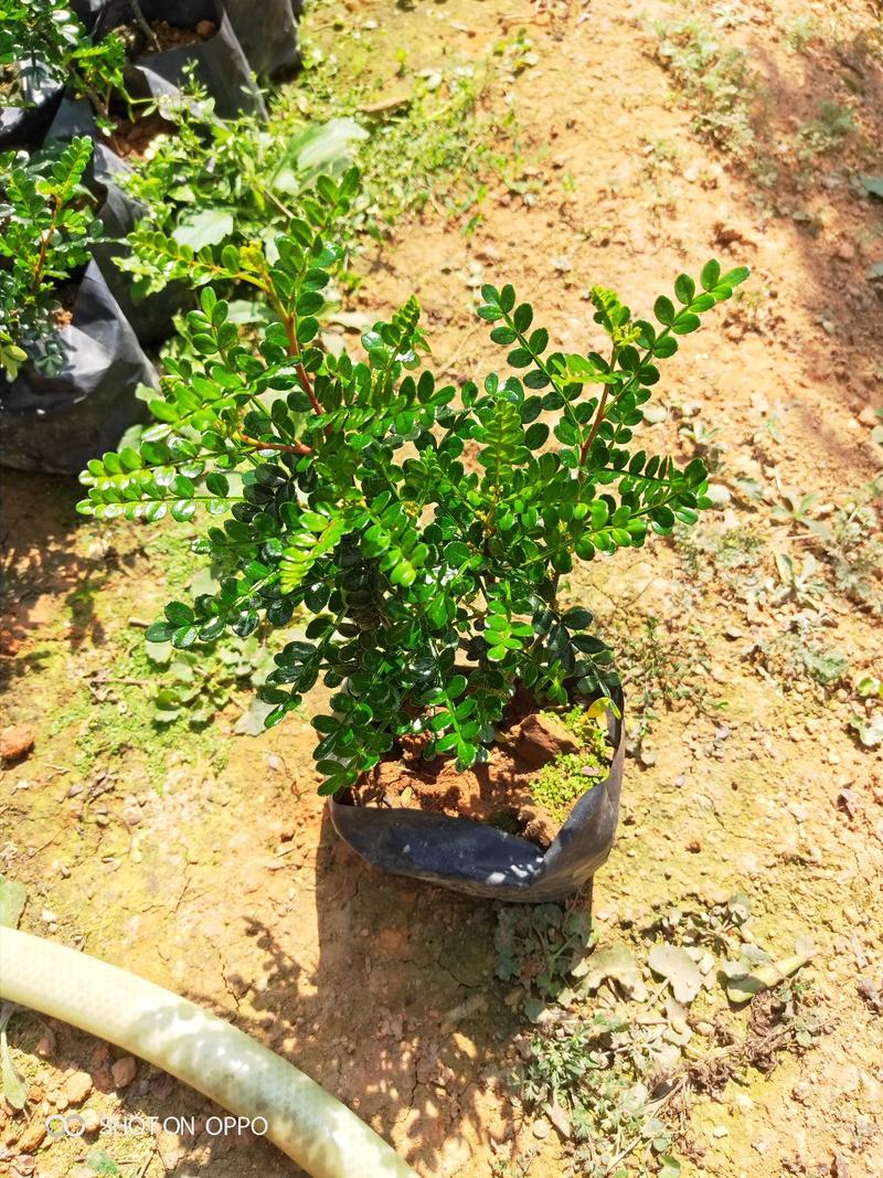胡椒木清香木高15到30厘米福建漳州苗木基地