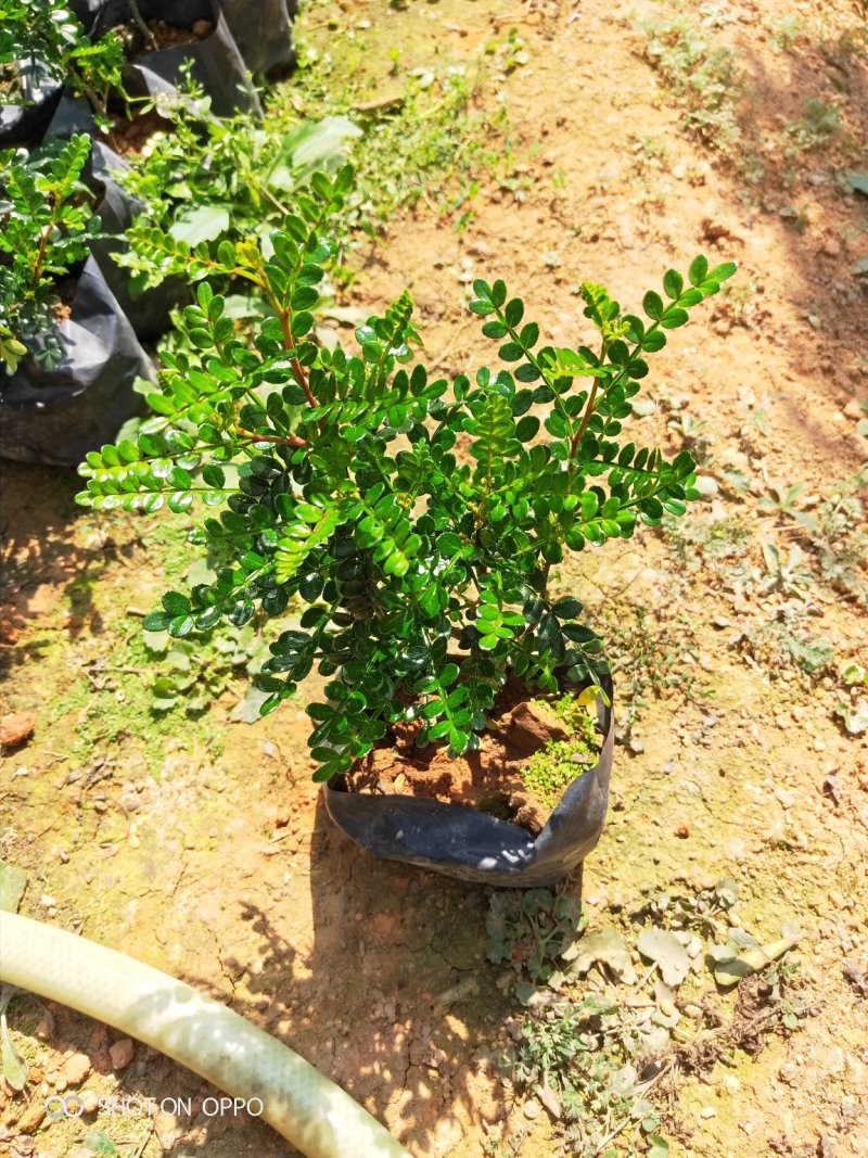 胡椒木高度20到25厘米大量现货供应种植基地批发