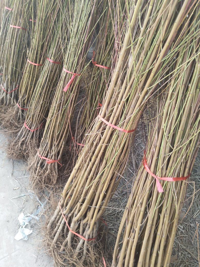 晚熟桃树苗秋雪红桃树苗抗寒易成活南北方种植