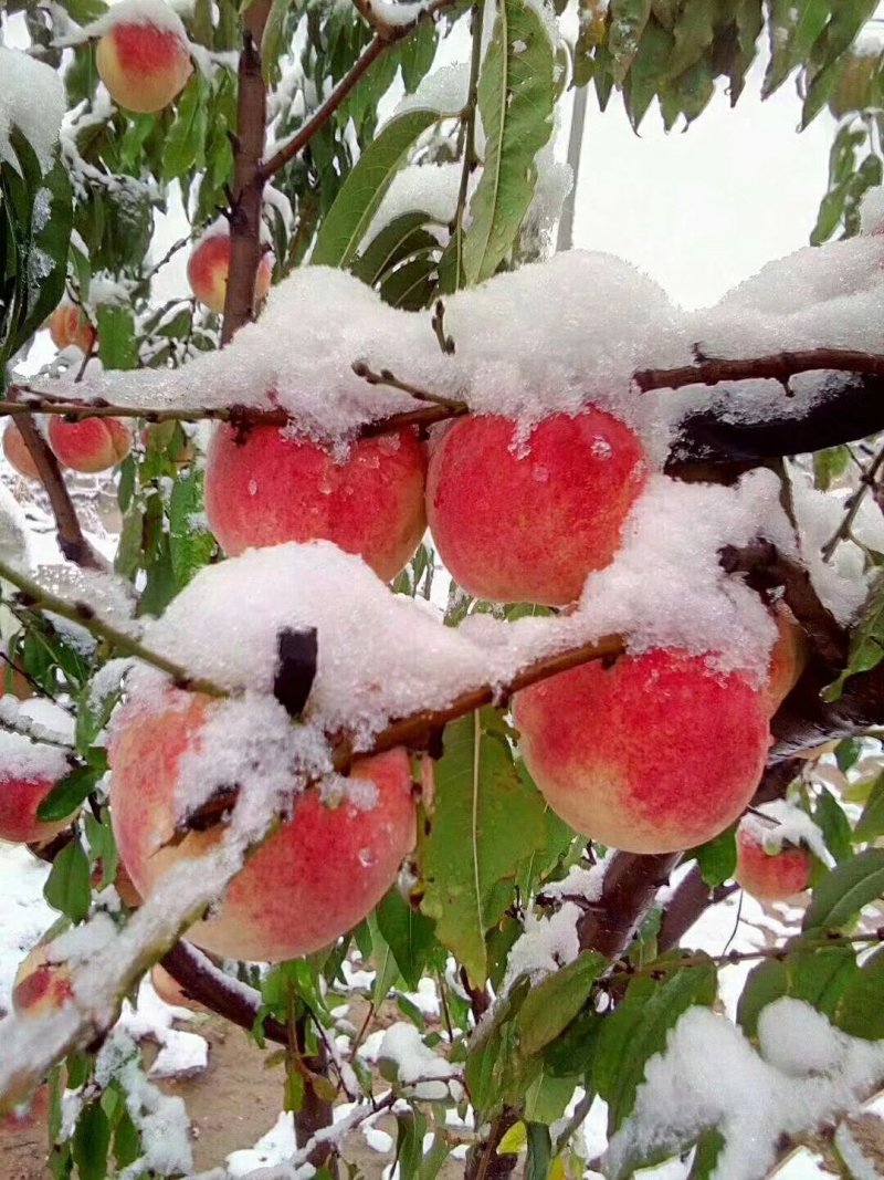 晚熟桃树苗秋雪红桃树苗抗寒易成活南北方种植
