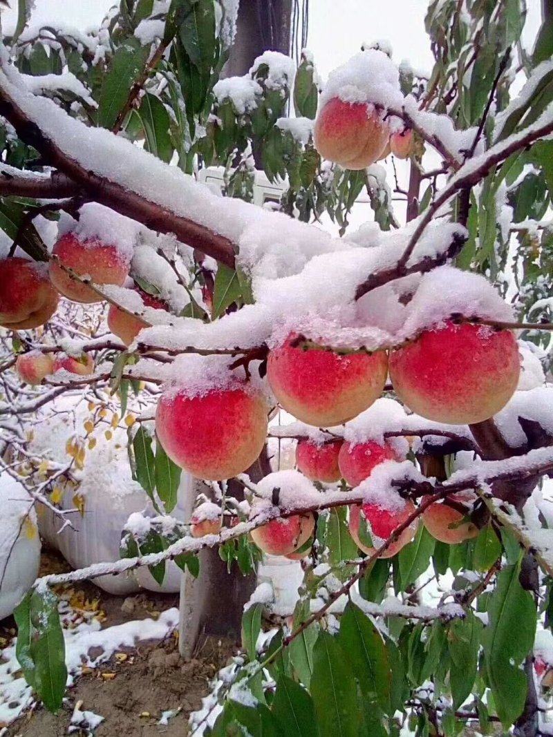 晚熟桃树苗秋雪红桃树苗抗寒易成活南北方种植