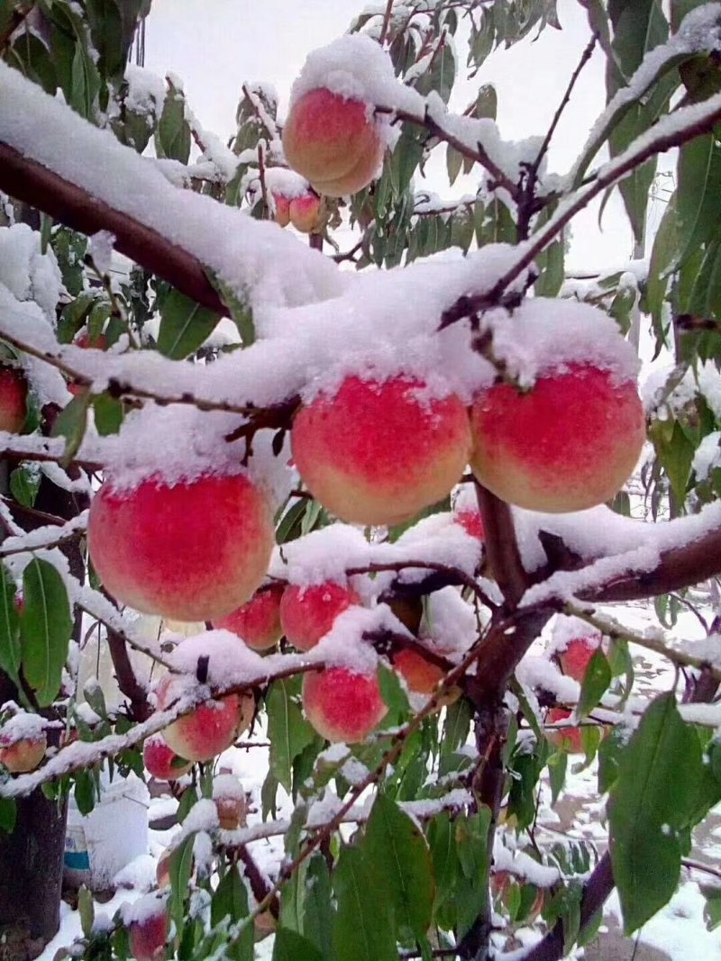 晚熟桃树苗秋雪红桃树苗抗寒易成活南北方种植