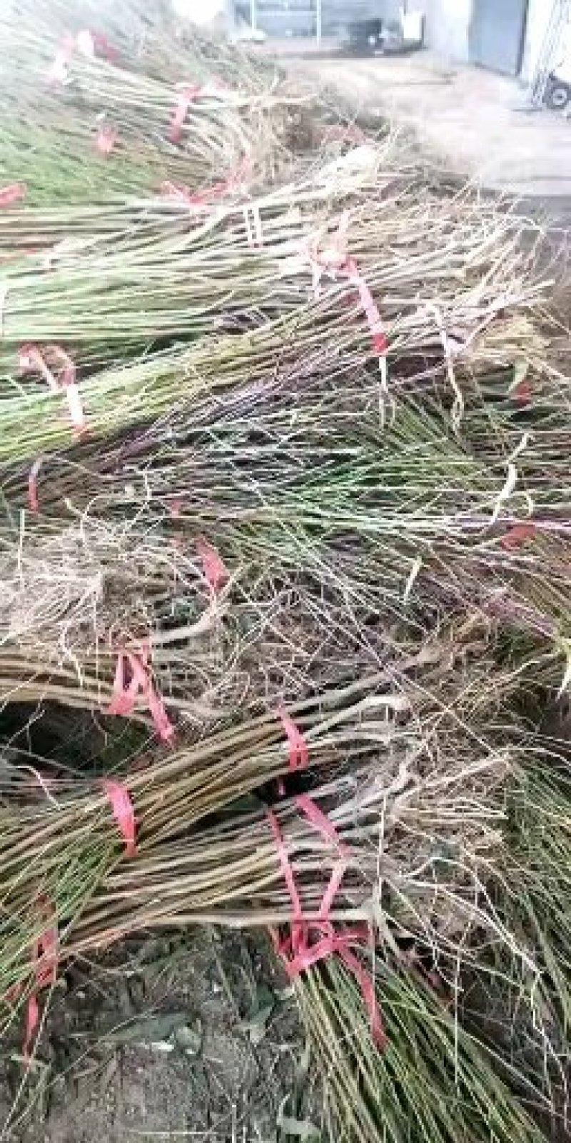 晚熟桃树苗秋雪红桃树苗抗寒易成活南北方种植