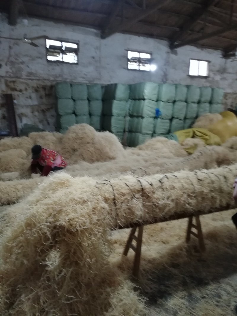 灯心草全国最大万亩灯心草基地.