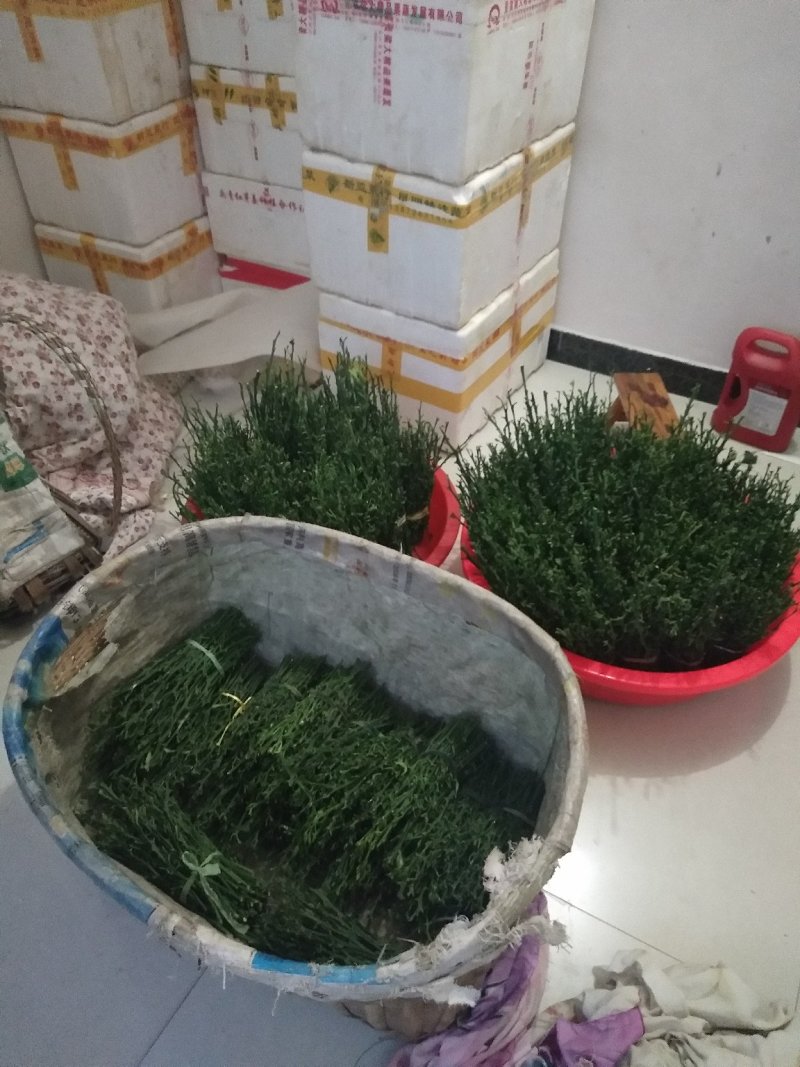 脐橙枝条九月红纽荷尔伦晚中华红嫁接用枝条