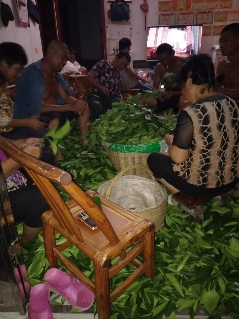 脐橙枝条九月红纽荷尔伦晚中华红嫁接用枝条
