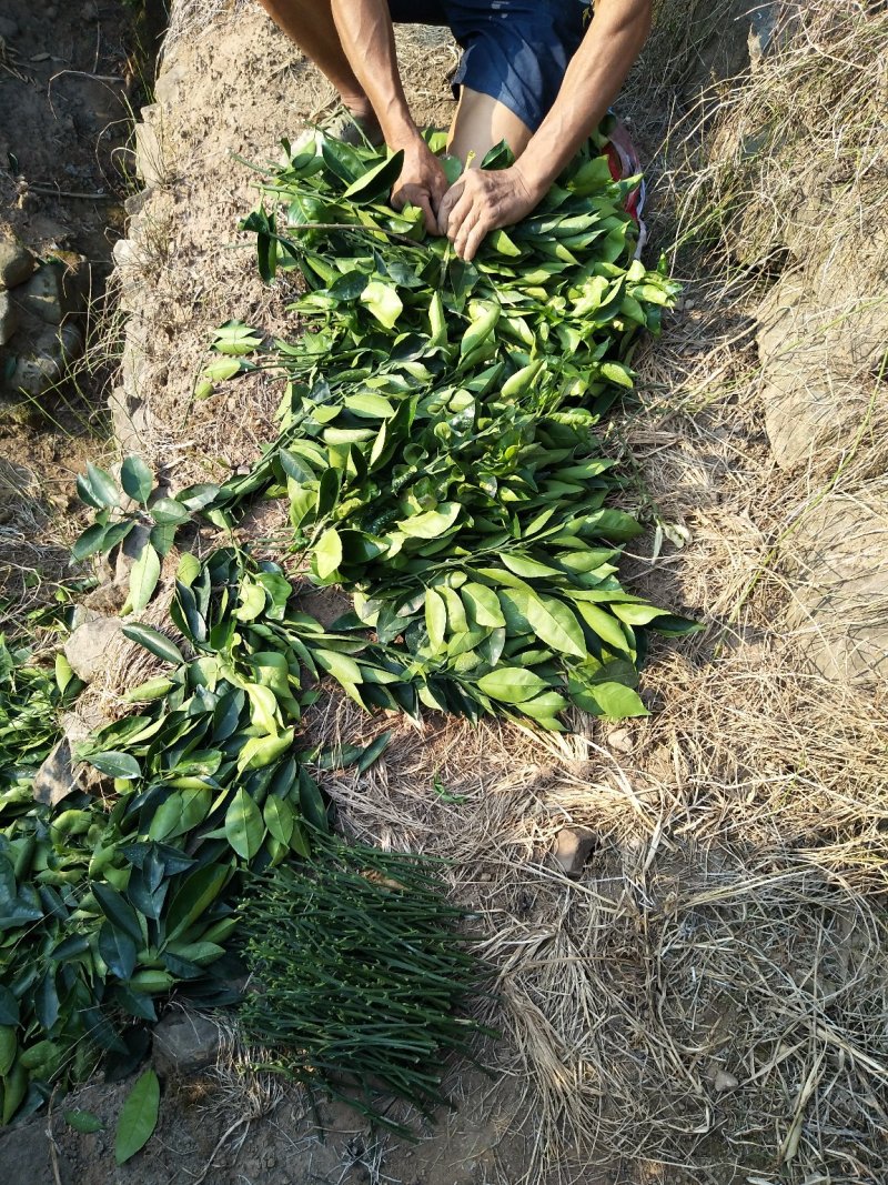 脐橙枝条九月红纽荷尔伦晚中华红嫁接用枝条