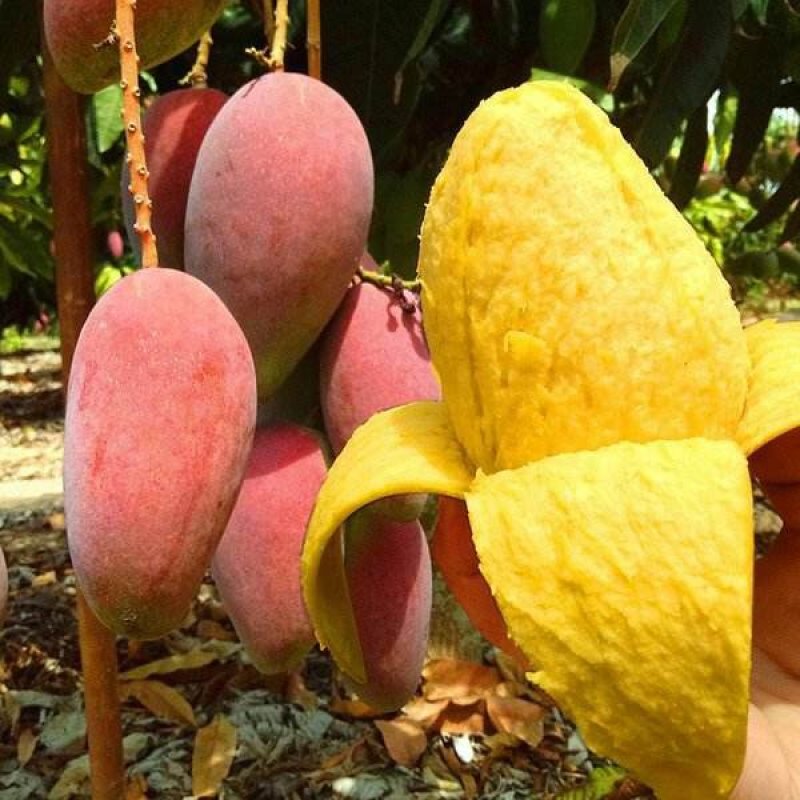 海南红贵妃新鲜芒果10斤装包邮！一件代发，招代理