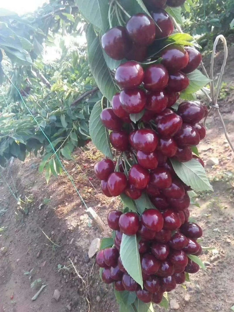 樱桃树供应3一5公分