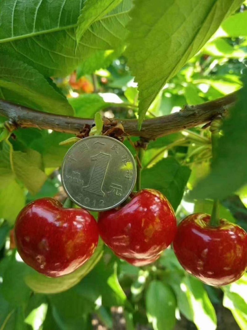 樱桃树供应3一5公分