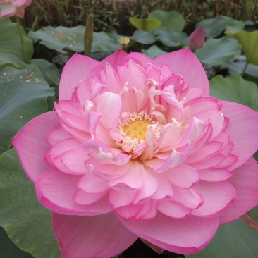 荷花苗