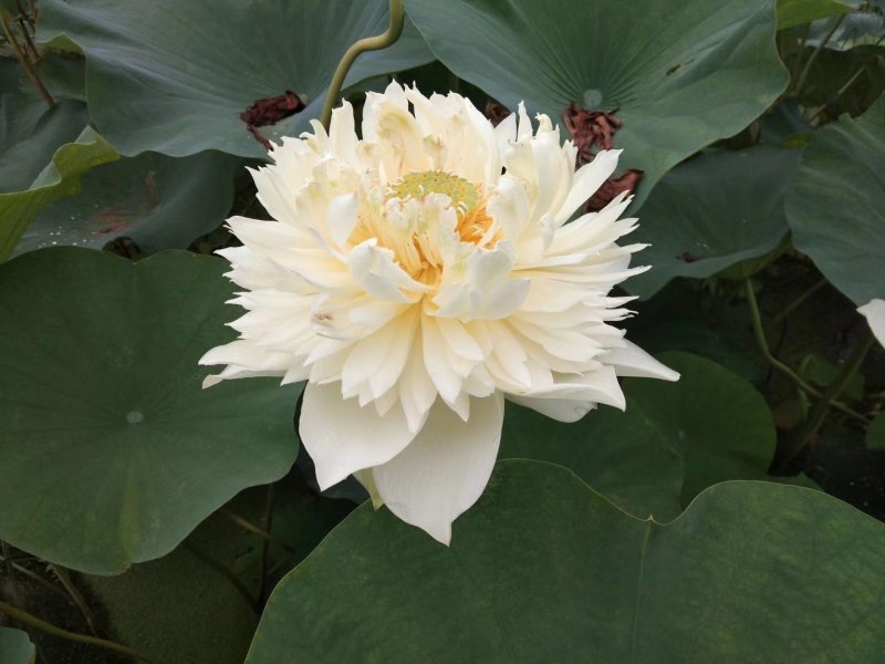 荷花苗